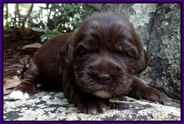 Coco Champion pups 2 wks old 044