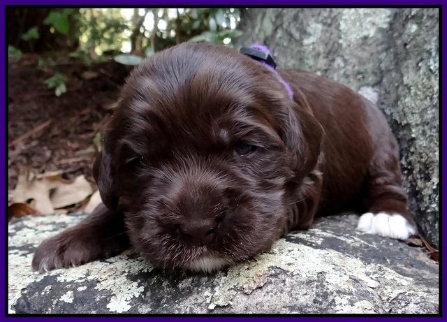 Coco Champion pups 2 wks old 045