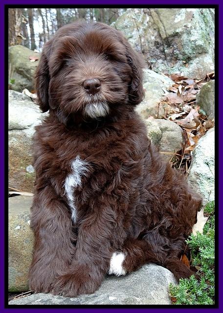 Coco champ pups 8 wks old 7 200