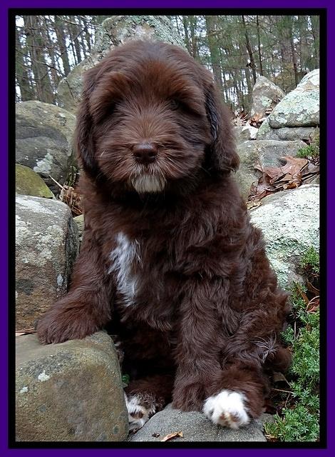 Coco champ pups 8 wks old 8 200