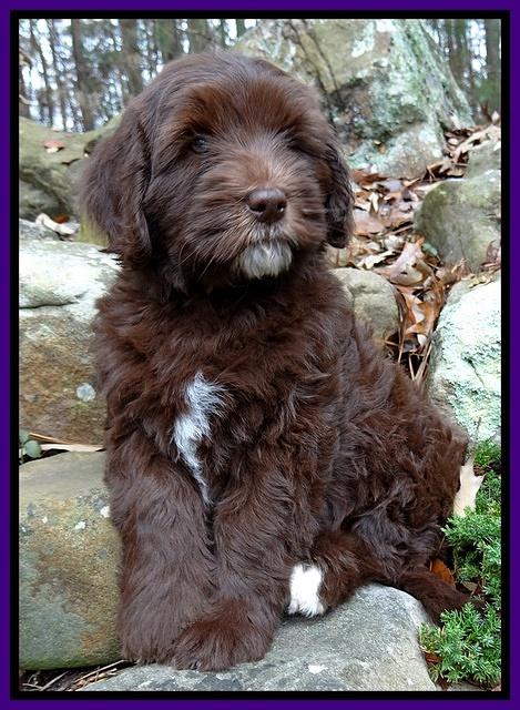 Coco champ pups 8 wks old 9 200