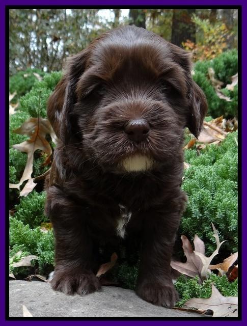 Coco champion pups 4 wks old 039