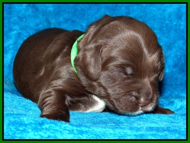 Coco Champ pups 1 wk old 181