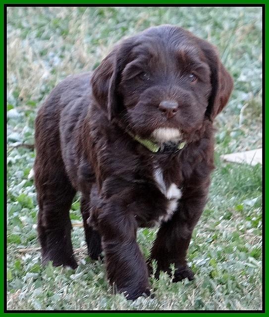 Coco Champ pups 5 wks old 221