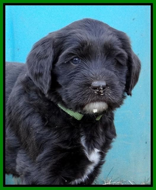 Coco Champ pups 5 wks old 241