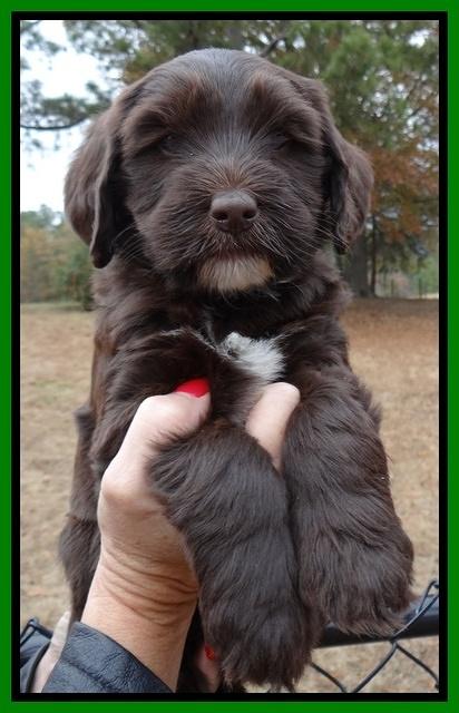 Coco Champ pups 6 wks old 050