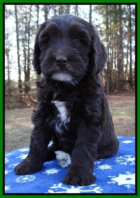 Coco Champ pups 7 wks old 201