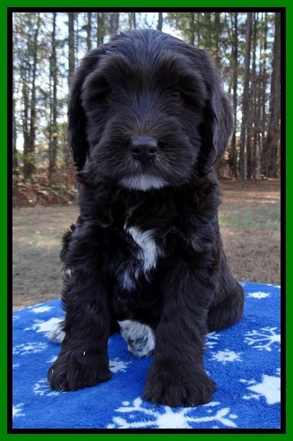 Coco Champ pups 7 wks old 211
