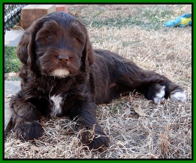 Coco Champ pups 7 wks old 221