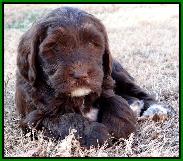 Coco Champ pups 7 wks old 231