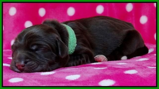 Coco Champ pups newborn 033