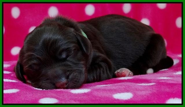 Coco Champ pups newborn 034