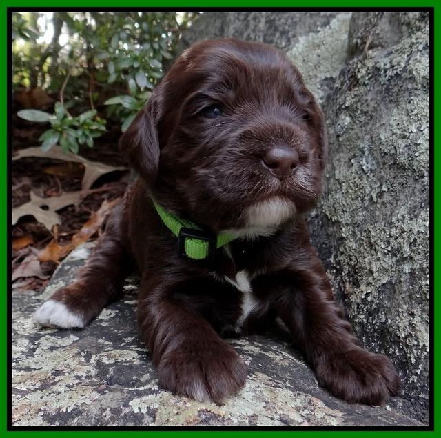 Coco Champion pups 2 wks old 051