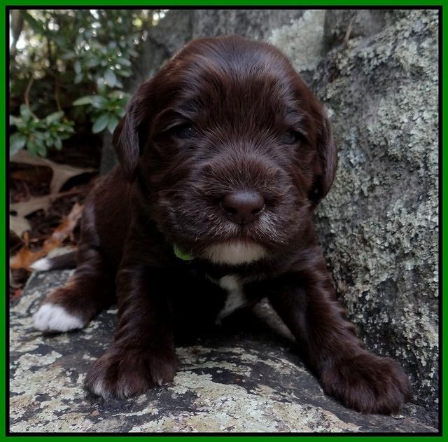Coco Champion pups 2 wks old 053
