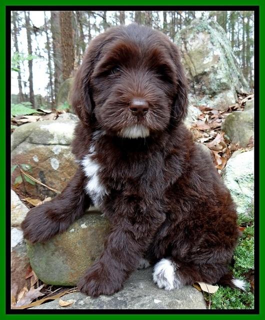 Coco champ pups 8 wks old 14 200