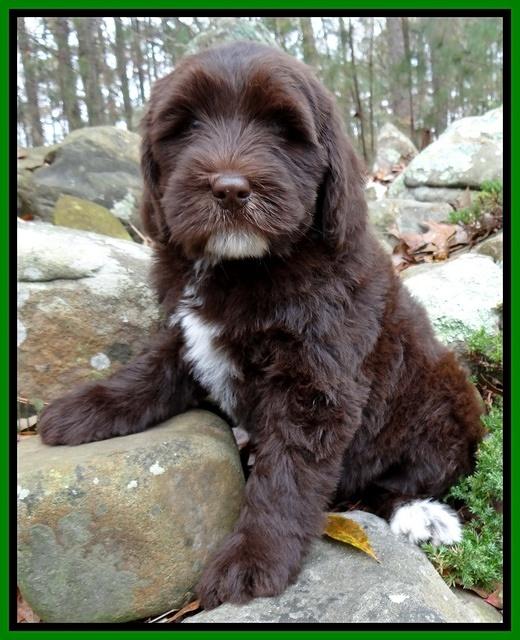 Coco champ pups 8 wks old 15 200