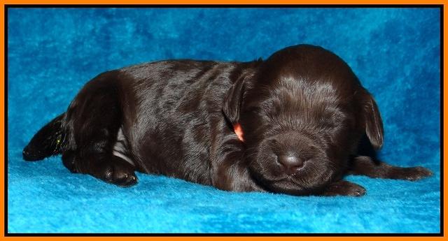Coco Champ pups 1 wk old 211