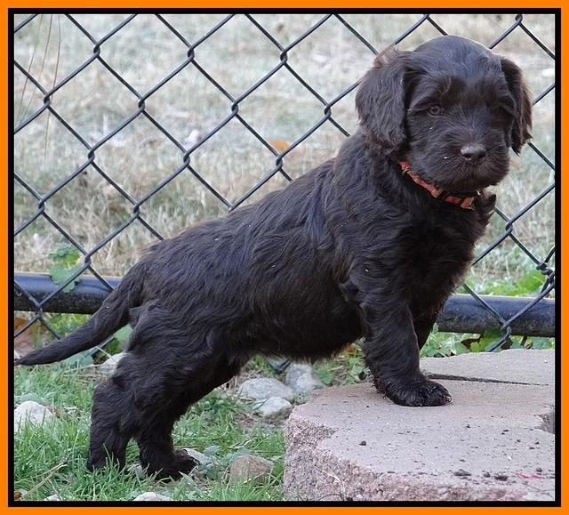 Coco Champ pups 5 wks old 251