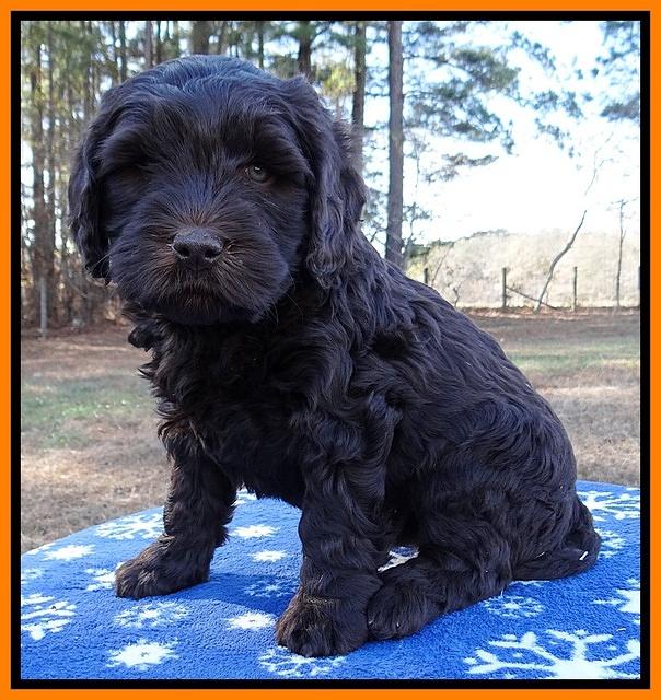 Coco Champ pups 7 wks old 301