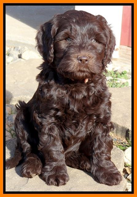 Coco Champ pups 7 wks old 311