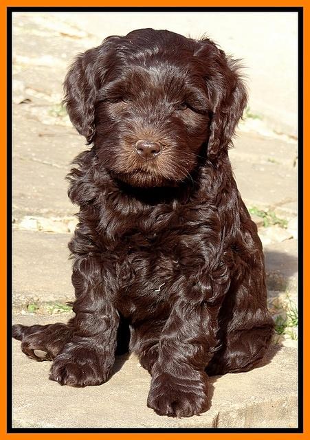 Coco Champ pups 7 wks old 321