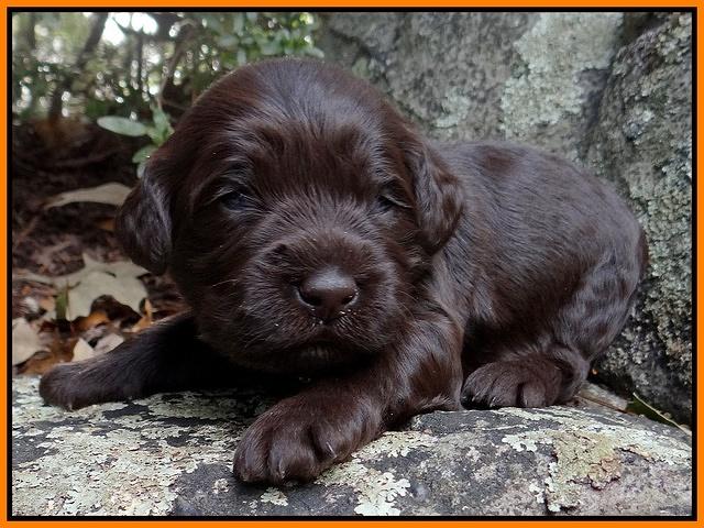 Coco Champion pups 2 wks old 064