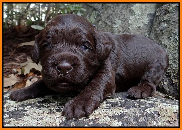 Coco Champion pups 2 wks old 066