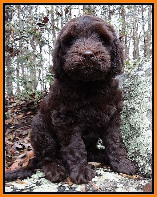 Coco Champion pups 8 wks old 014