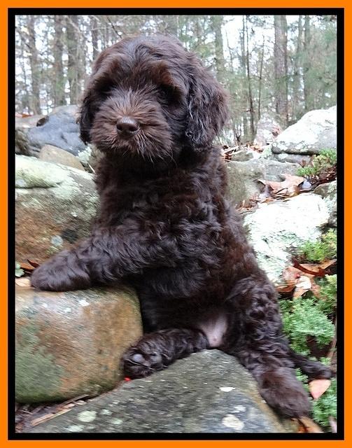 Coco Champion pups 8 wks old 020