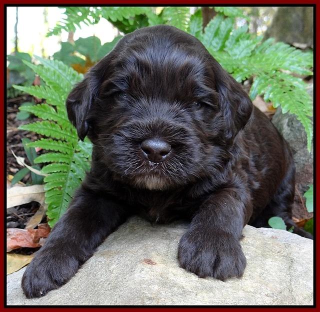 Coco Champ pups 3 wks old 084