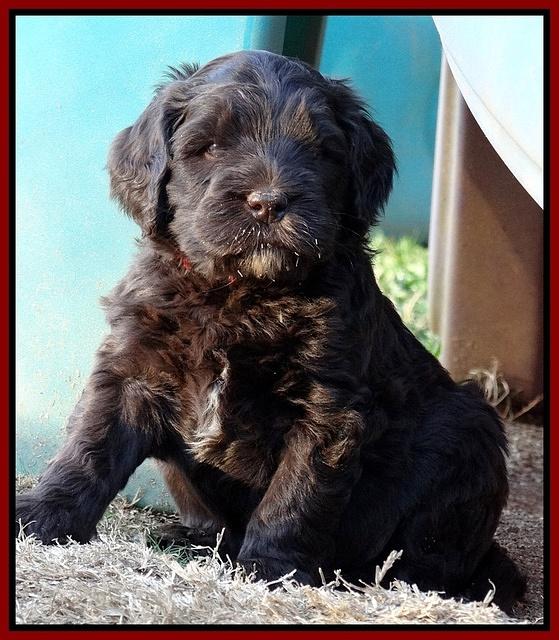 Coco Champ pups 5 wks old 1 022