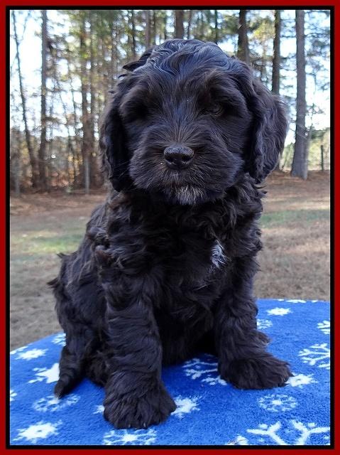 Coco Champ pups 7 wks old 351