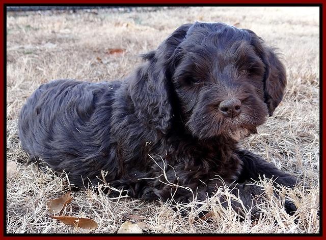 Coco Champ pups 7 wks old 381