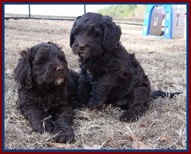 Coco Champ pups 7 wks old 391