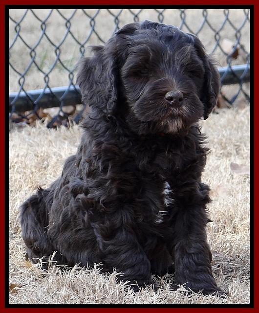 Coco Champ pups 7 wks old 401