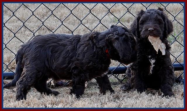 Coco Champ pups 7 wks old 421