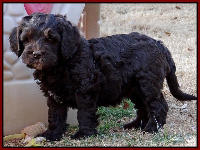 Coco Champ pups 7 wks old 431