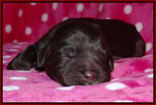 Coco Champ pups newborn 053