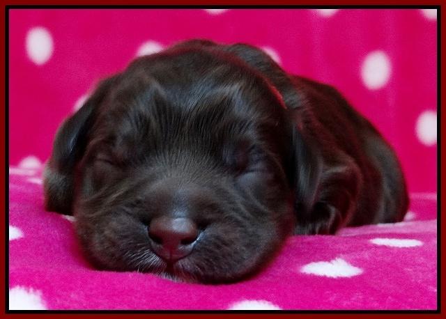 Coco Champ pups newborn 058