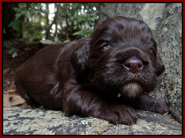 Coco Champion pups 2 wks old 069