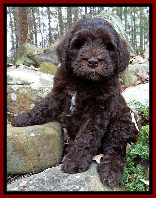Coco champ pups 8 wks old 3 200