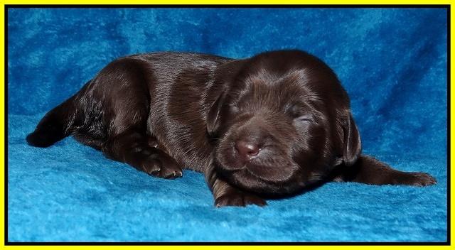 Coco Champ pups 1 wk old 271