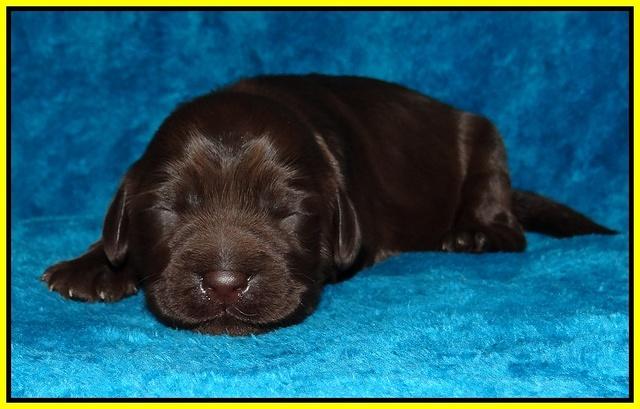 Coco Champ pups 1 wk old 281