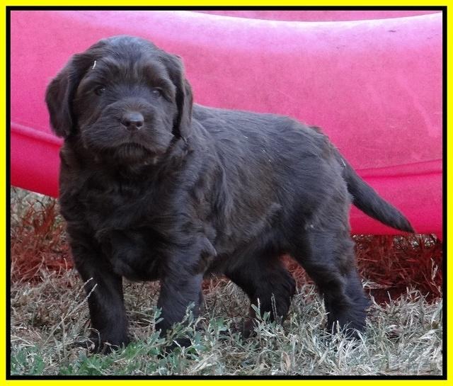 Coco Champ pups 5 wks old 321