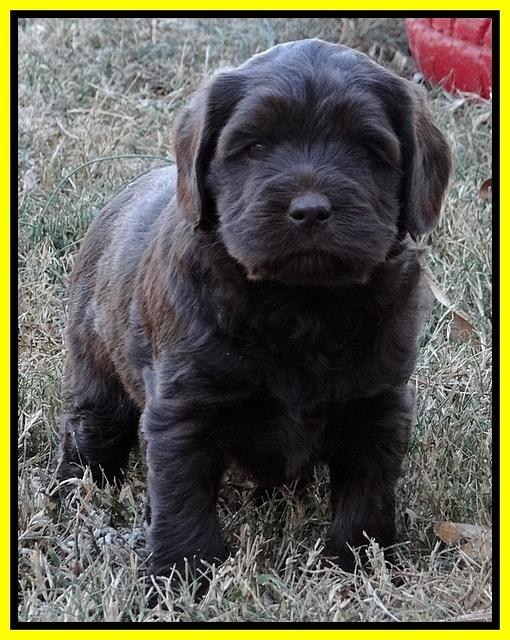 Coco Champ pups 5 wks old 351