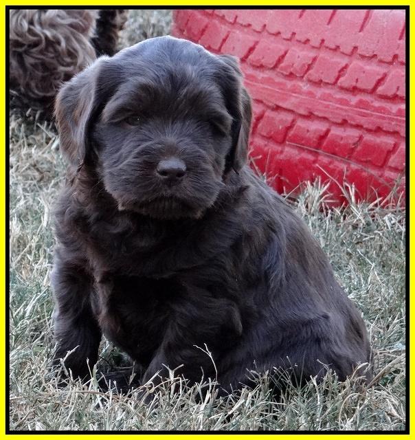 Coco Champ pups 5 wks old 361