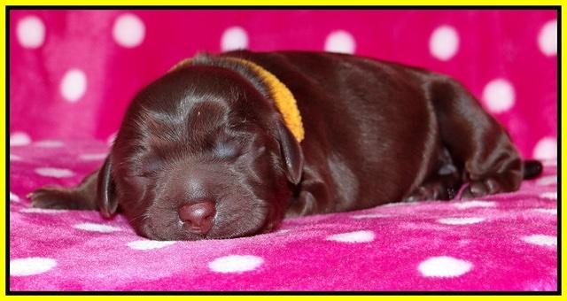 Coco Champ pups newborn 069