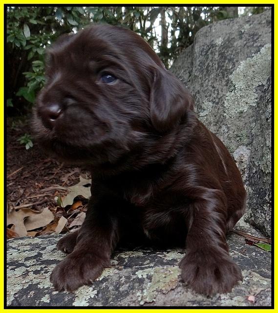 Coco Champion pups 2 wks old 075