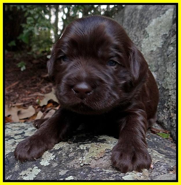 Coco Champion pups 2 wks old 077