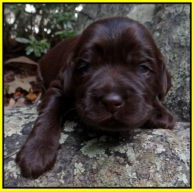 Coco Champion pups 2 wks old 078